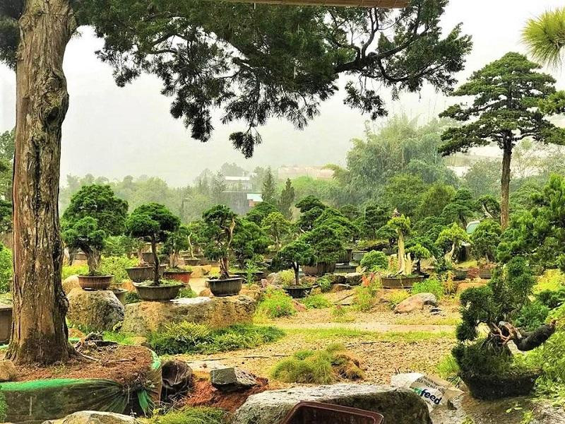 Nghệ thuật bonsai tinh xảo tô điểm cho Vườn hoa Nhật Bản Đà Lạt