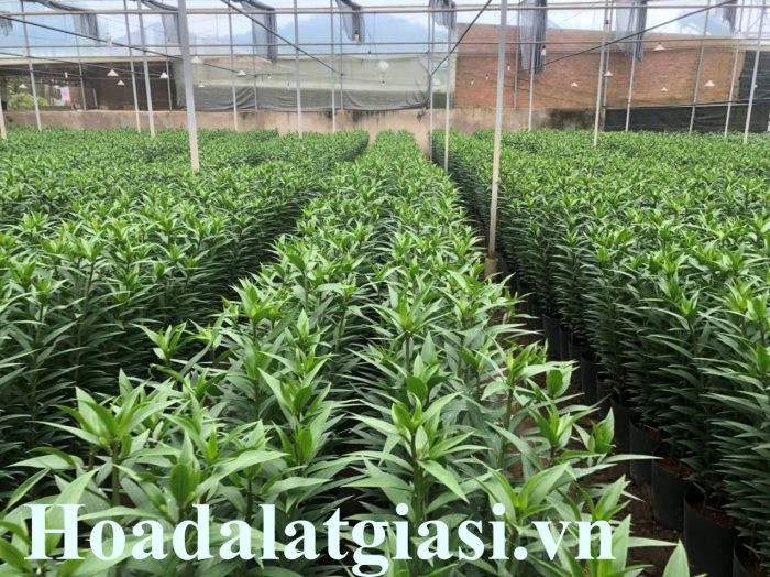 Người nông dân Đà Lạt tỉ mỉ chăm sóc vườn hoa ly trước mùa thu hoạch