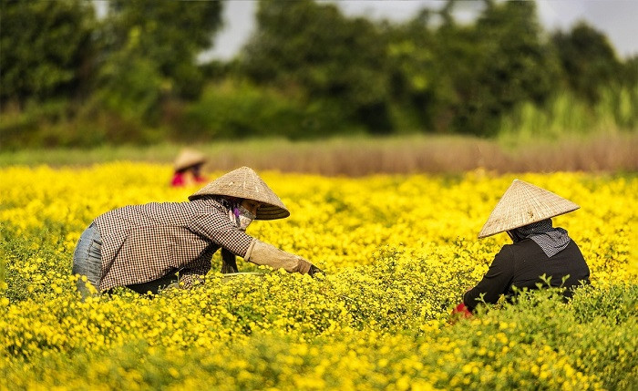 Người nông dân thu hoạch hoa Cúc Chi