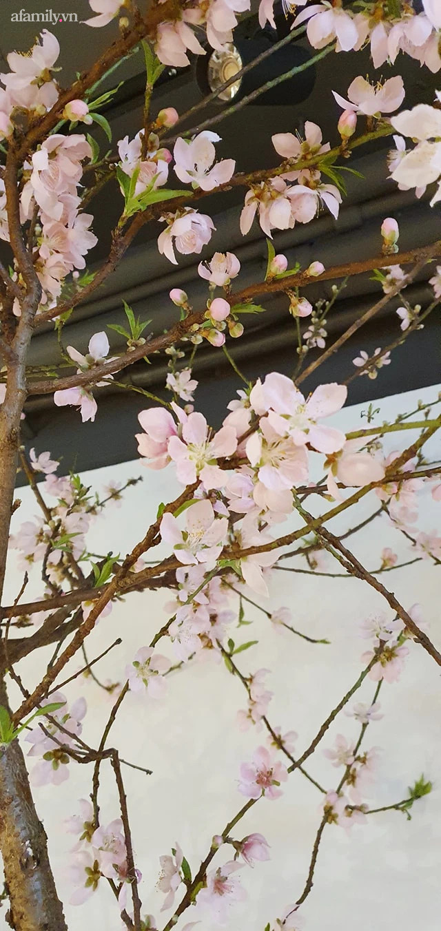 Những bông đào nở rộ, tạo nên khung cảnh thơ mộng tại vườn hoa Nhật Tân.