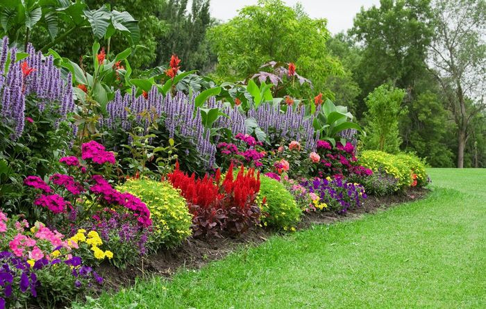 Những bông hoa khoe sắc trong vườn hoa đẹp, rực rỡ và tươi tắn.