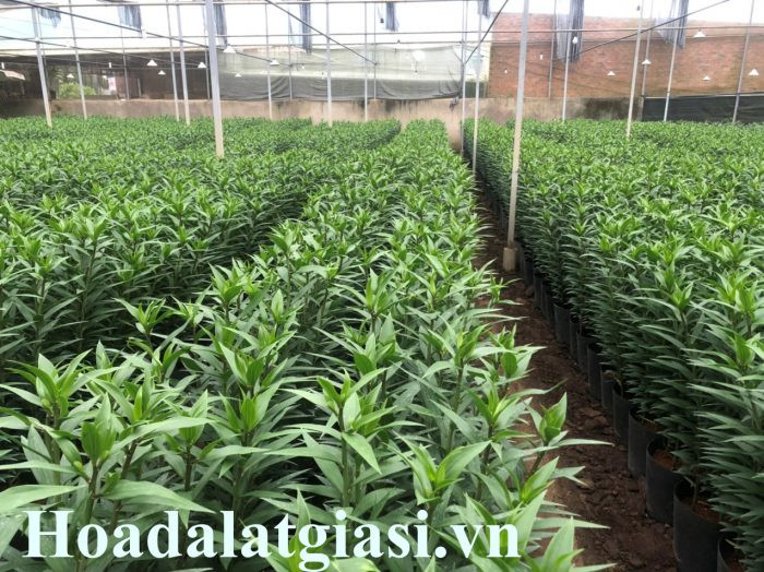 Những bông hoa ly Đà Lạt đang hé nở, biểu tượng của sự tinh khôi và thịnh vượng