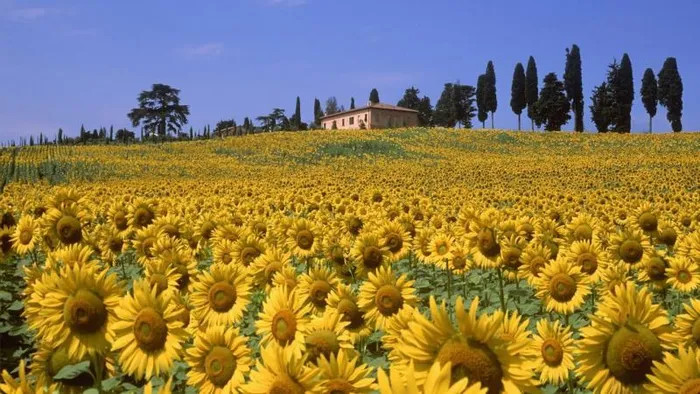 Những cánh đồng hoa hướng dương bát ngát ở Tuscany, Ý, rực rỡ dưới nắng hè, tô điểm cho phong cảnh đồi núi hữu tình.