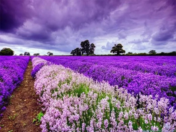 Những cánh đồng hoa oải hương tím ngắt, trải dài bất tận ở Provence, Pháp, một vẻ đẹp lãng mạn và quyến rũ.