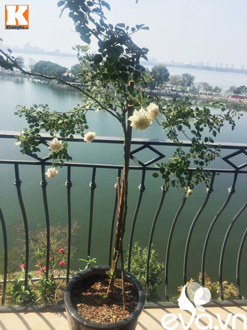 Những chậu hồng rực rỡ sắc màu trong ánh sáng bình minh và hoàng hôn của vườn hoa gần Hồ Tây.