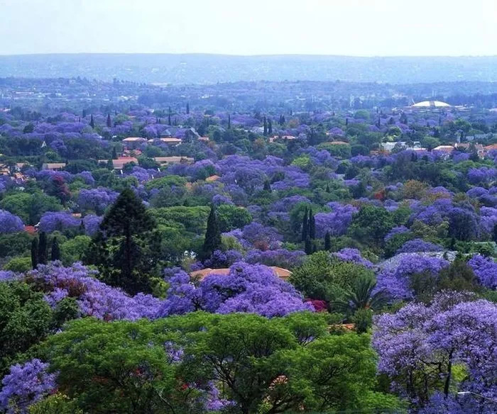 Những con đường ở Pretoria, Nam Phi, ngập tràn sắc tím mộng mơ của hoa Jacaranda, còn gọi là hoa phượng tím, mỗi khi mùa thu về.