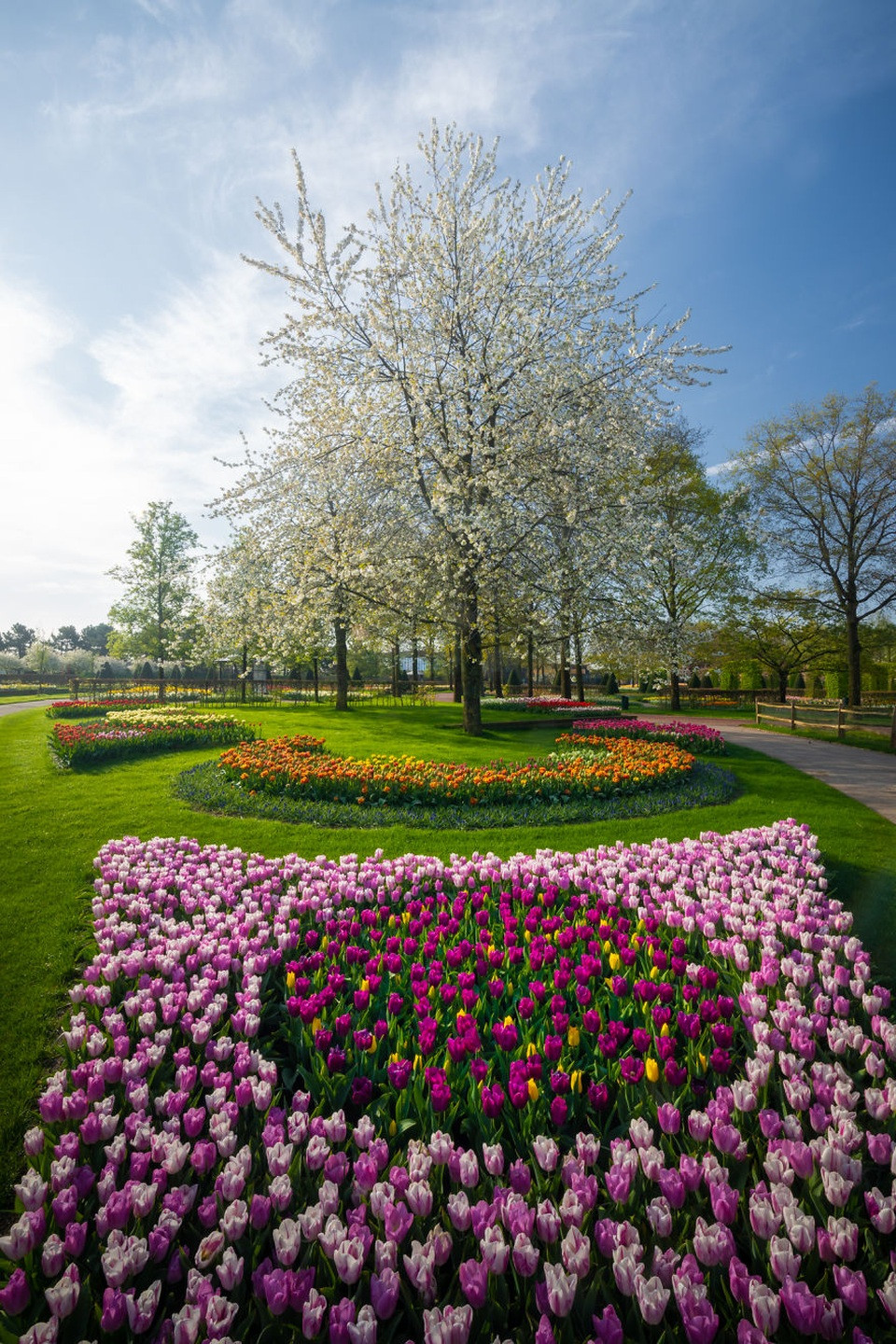 Những hàng hoa tulip cam rực rỡ và vàng tươi thắm tại Keukenhof
