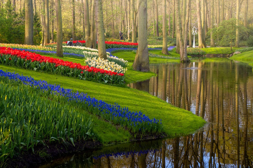 Những luống hoa tulip vàng rực rỡ và đỏ thắm xen kẽ nhau tại Keukenhof