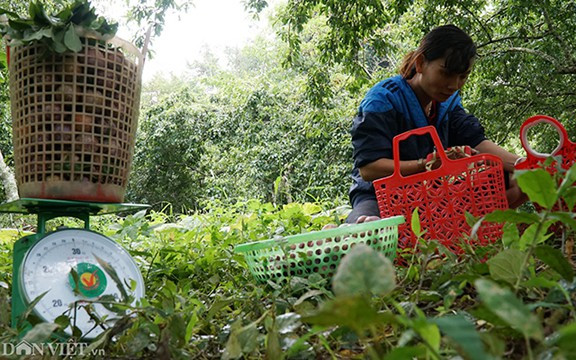 Những trái mận tam hoa Bắc Hà tròn to, chín đỏ rực rỡ đang được bày bán
