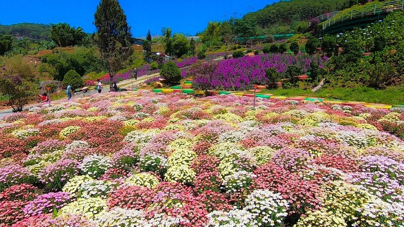 Những vườn hoa rực rỡ được sắp đặt tinh tế trong QUE Garden