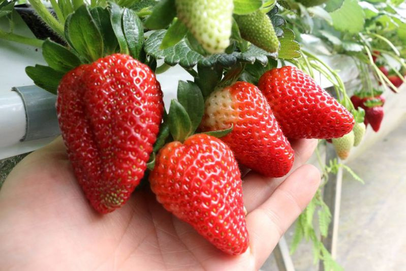 Nội quy vườn dâu Hoa Thắng Thịnh