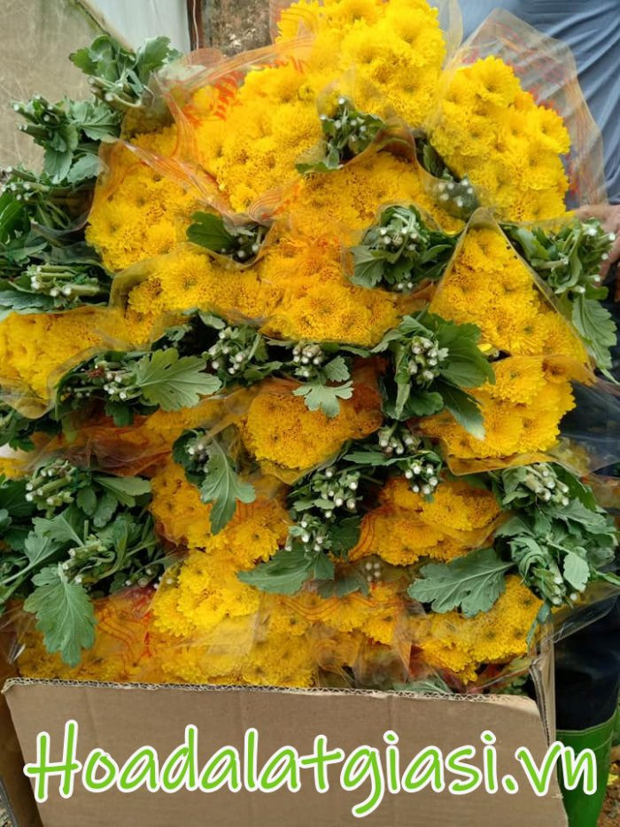 Nông dân Đà Lạt đang thu hoạch hoa cúc chùm at trong vườn