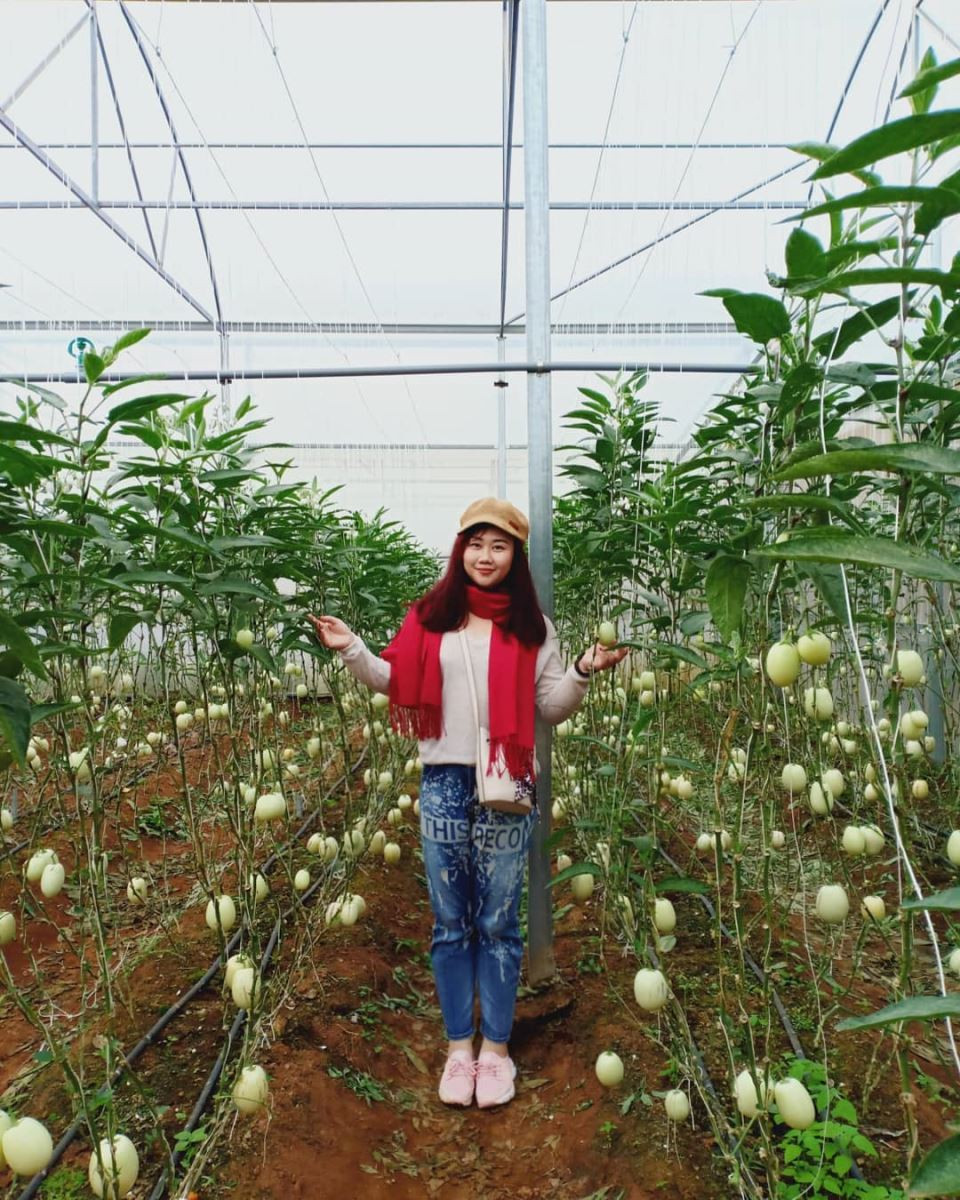 Nông sản Đà Lạt được trồng tại Làng hoa Vạn Thành