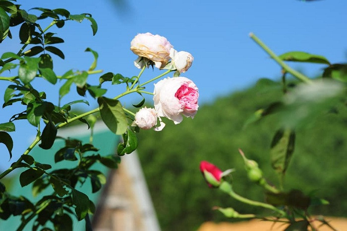 Nông trại hoa hồng Tây Giang với nhiều giống độc đáo như hồng cổ Sapa, là một trong những vườn hoa hồng đẹp nhất Việt Nam
