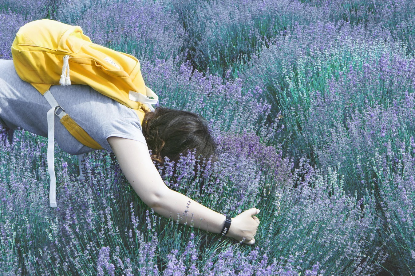 Nông trại Lavender Đà Lạt với nhiều hoạt động trải nghiệm