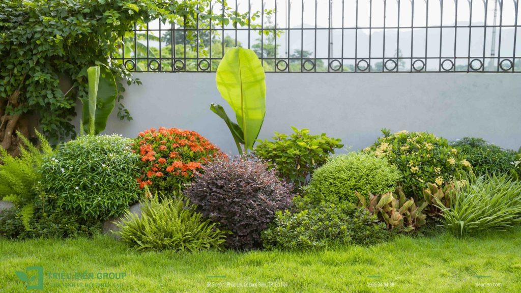 Nữ hoàng Mẫu Đơn Thái rực rỡ giữa không gian sân vườn