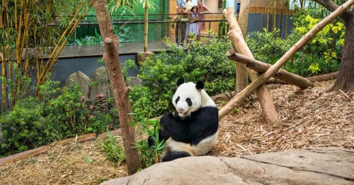 River Wonders Singapore với gấu trúc và các loài động vật thủy sinh