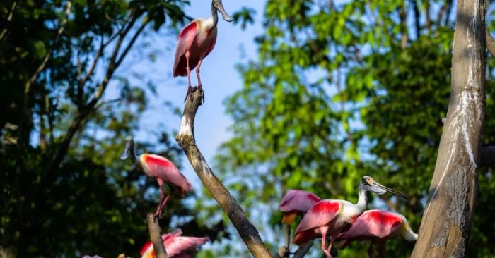 Vườn Chim Bird Paradise Singapore với nhiều loài chim đầy màu sắc