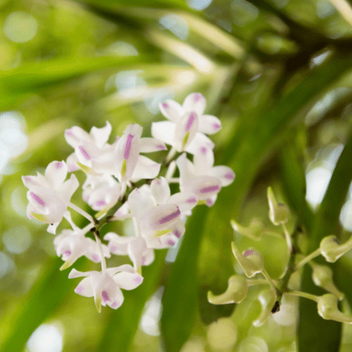 Quế Lan Hương với hương thơm nồng nàn