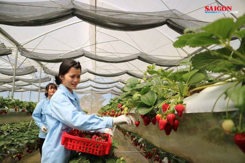 Quy định tham quan tại vườn dâu Hoa ThắngThịnh Đà Lạt