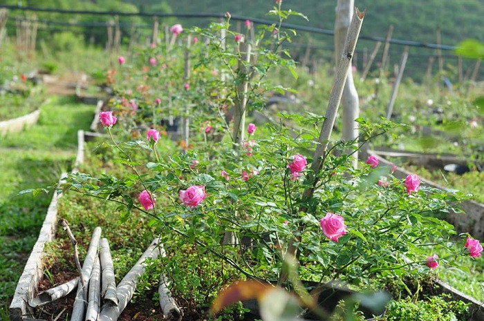 Sắc hoa hồng ngọt ngào, bình yên tại nông trại Tây Giang, thể hiện vẻ đẹp thuần khiết của vườn hoa hồng đẹp nhất Việt Nam
