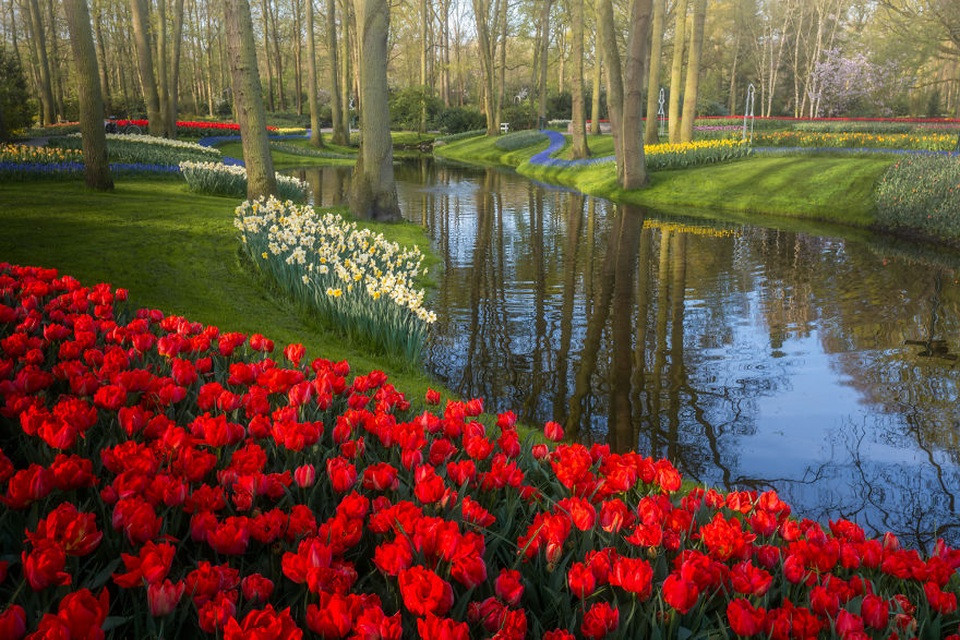 Sắc hoa tulip đỏ tươi rực rỡ dưới nắng xuân tại Keukenhof