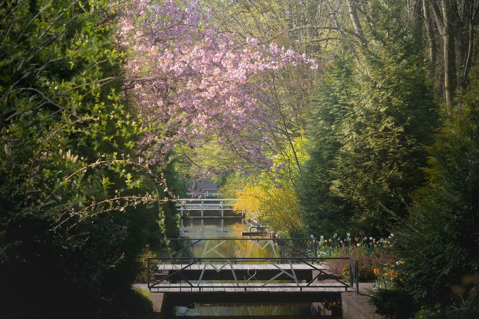 Sắc hoa tulip vàng và trắng rực rỡ tại Keukenhof, Hà Lan