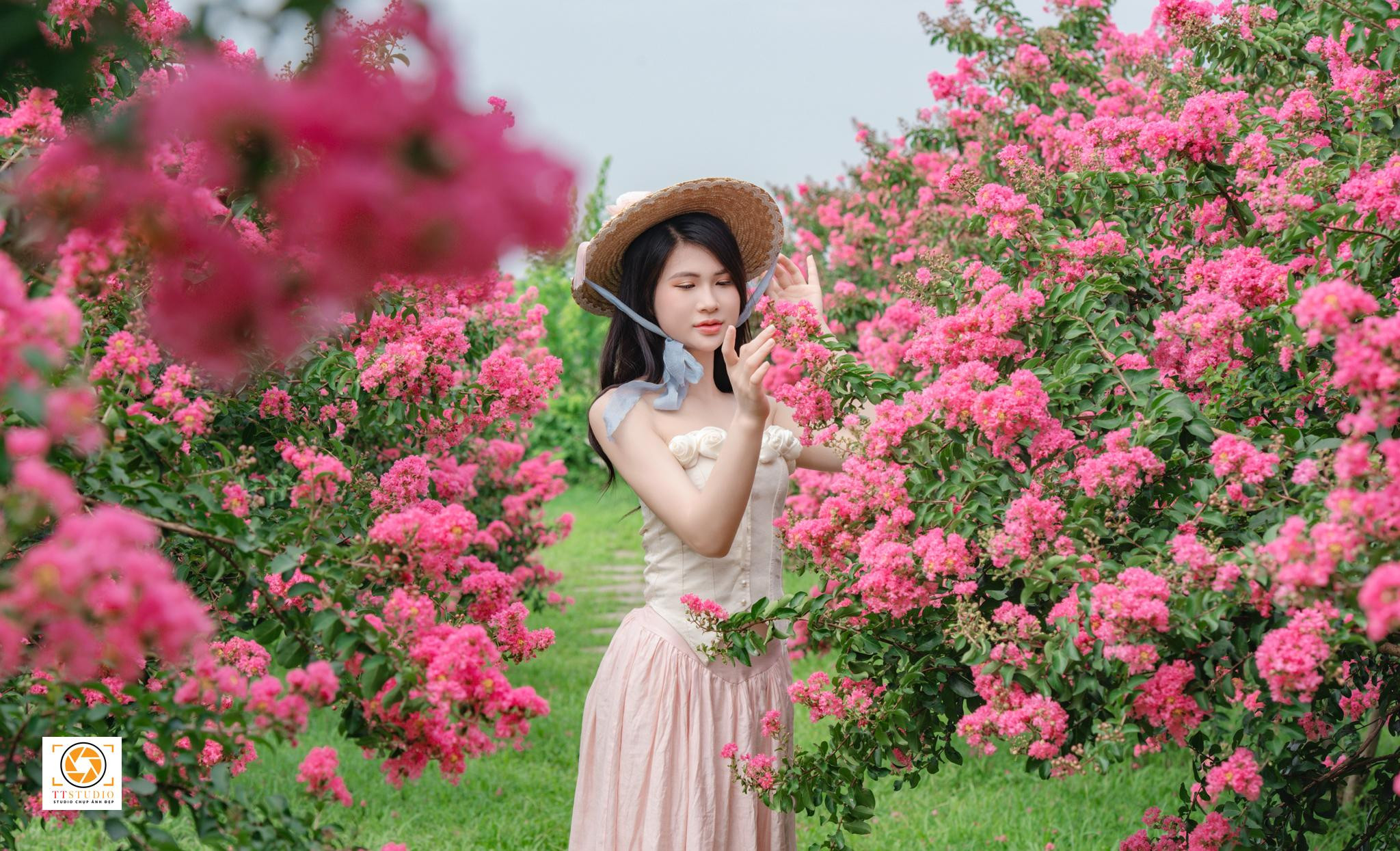 Sắc hồng tươi tắn của hoa tường vi bung nở tại Vườn hoa tường vi Hà Nội