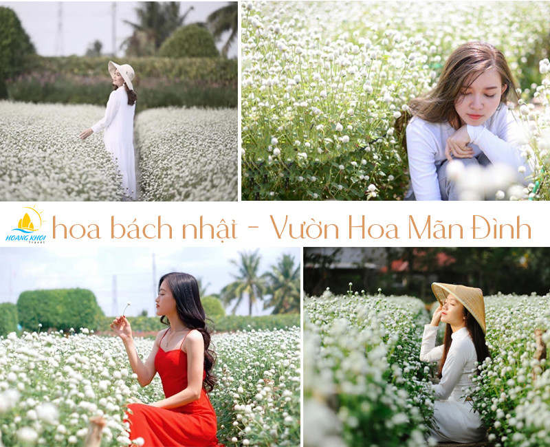 Sắc màu hoa bách nhật báo hiệu xuân về tại Vườn hoa Mãn Đình Hồng Mỹ Tho Tiền Giang