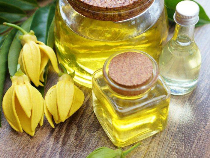 Sắc trắng tinh tế của hoa ngọc lan giữa thiên nhiên