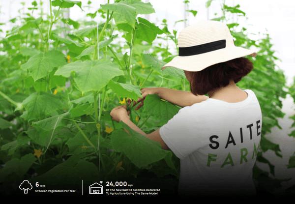 Saitex Fabric tái tạo nền nông nghiệp, cải thiện sức khỏe đất