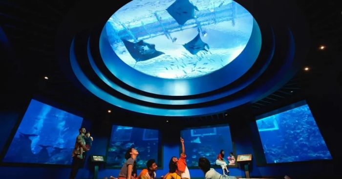 Thủy cung S.E.A Aquarium Singapore với bể kính khổng lồ và đa dạng sinh vật biển