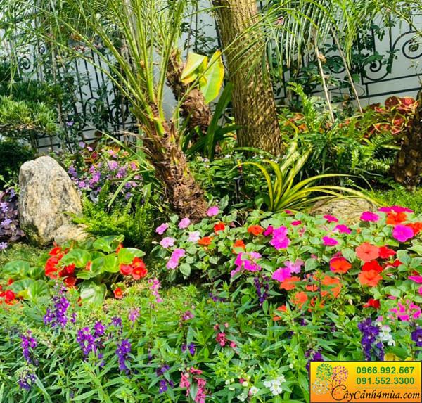 Thảm hoa bụi rực rỡ sắc màu tạo nền cảnh quan đẹp mắt cho sân vườn, điển hình cho allintitle:Hoa bụi trồng sân vườn bền đẹp.