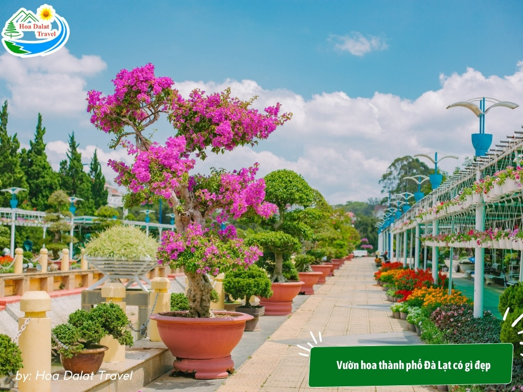 Thảm hoa rực rỡ tại Vườn hoa thành phố Đà Lạt, minh chứng cho sự chăm sóc tỉ mỉ của các nghệ nhân