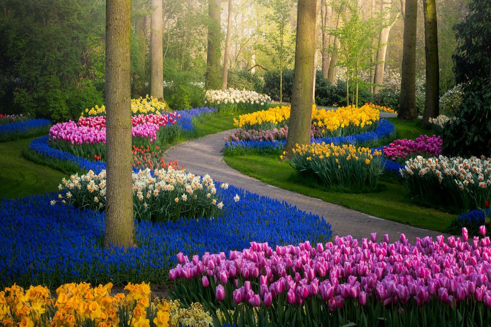 Thảm hoa tulip cam rực rỡ và lối đi giữa công viên Keukenhof