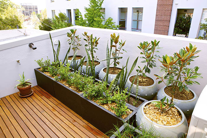 thiết kế trồng cây sân thượng