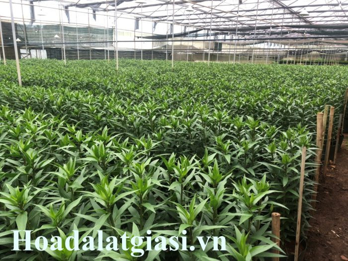 Thùng carton chứa hoa ly Đà Lạt đã được đóng gói cẩn thận, sẵn sàng vận chuyển