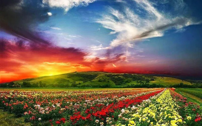 Thung lũng hoa hồng Kazanluk ở Bulgaria, nơi hoa hồng nở rộ khắp các cánh đồng, to và tươi màu.