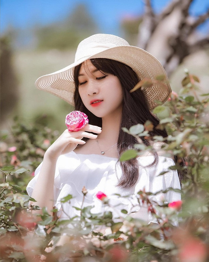 Thung lũng hoa hồng Sapa mang vẻ đẹp hoang sơ giữa đại ngàn Tây Bắc, là một trong những vườn hoa hồng đẹp nhất Việt Nam