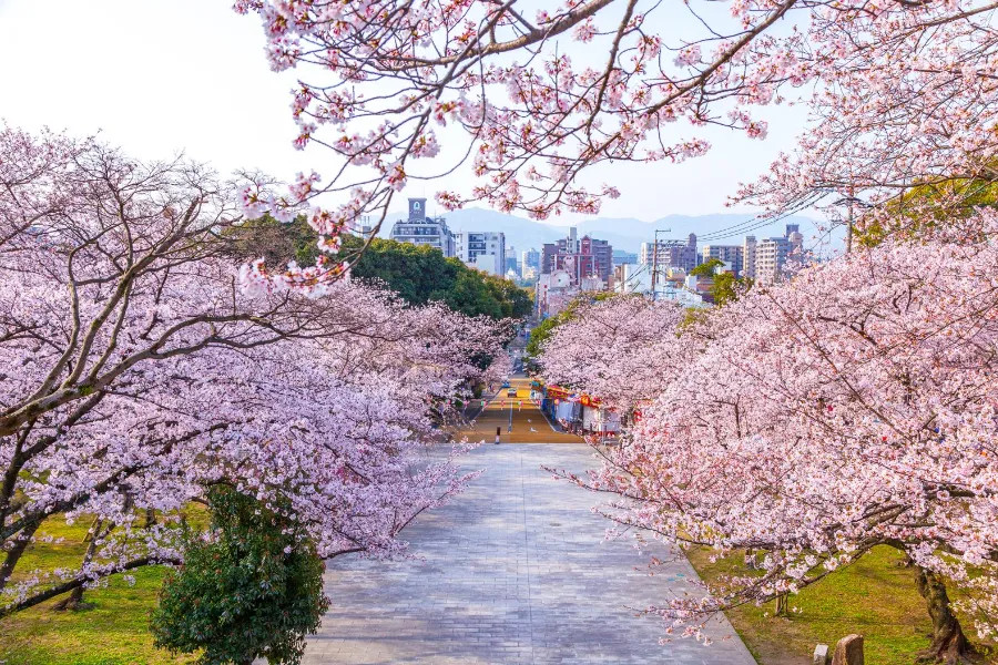Thung lũng Sakura ngập tràn hoa anh đào Nhật Bản tại Công viên Nishi, một điểm đến yêu thích ở Fukuoka