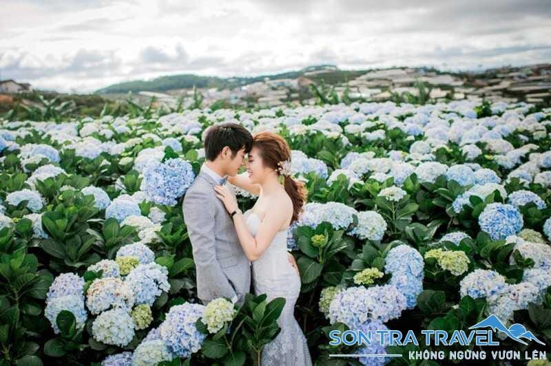 Thung lũng Tình Yêu Đà Lạt rực rỡ với vườn hoa cẩm tú cầu lãng mạn