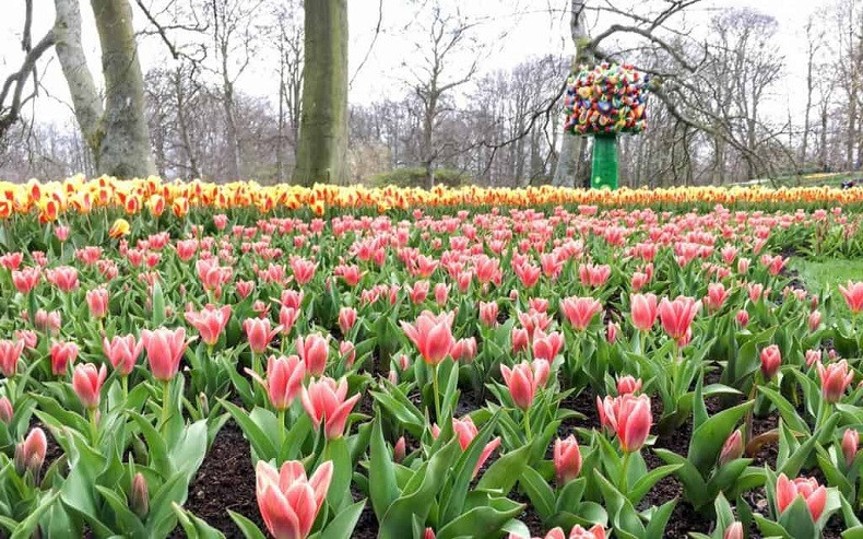 Toàn cảnh vườn hoa Keukenhof, địa điểm du lịch hàng đầu nằm tại Lisse, Hà Lan