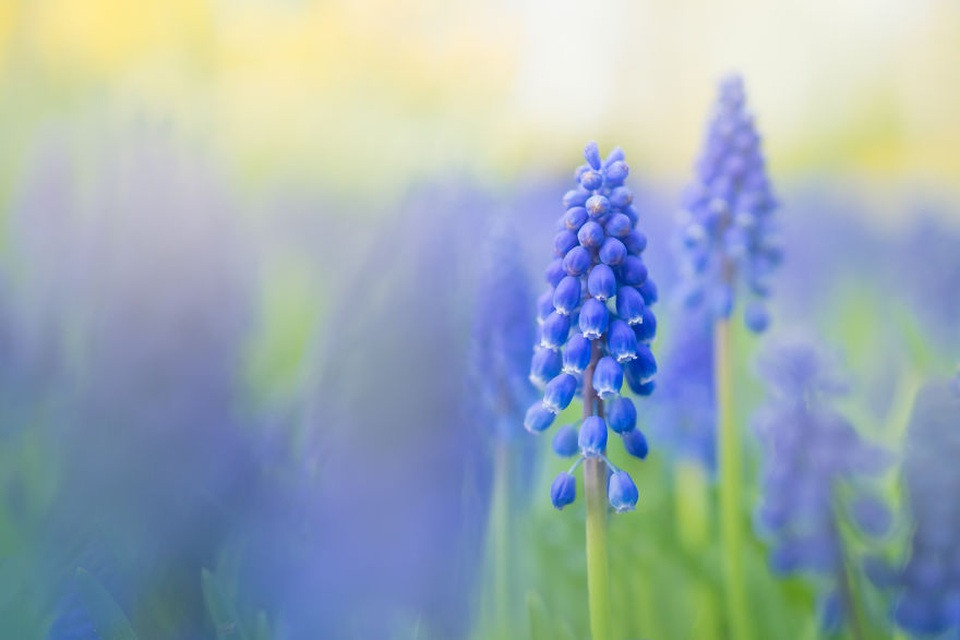 Toàn cảnh vườn Keukenhof với hoa tulip vàng và đỏ trải dài mênh mông