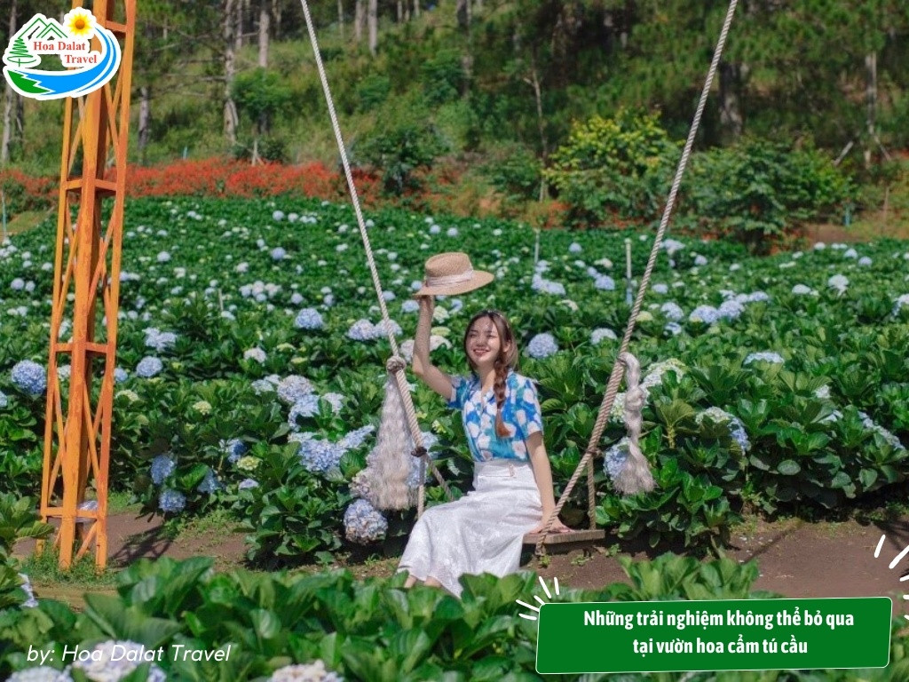 Trải nghiệm không thể bỏ qua tại vườn hoa cẩm tú cầu