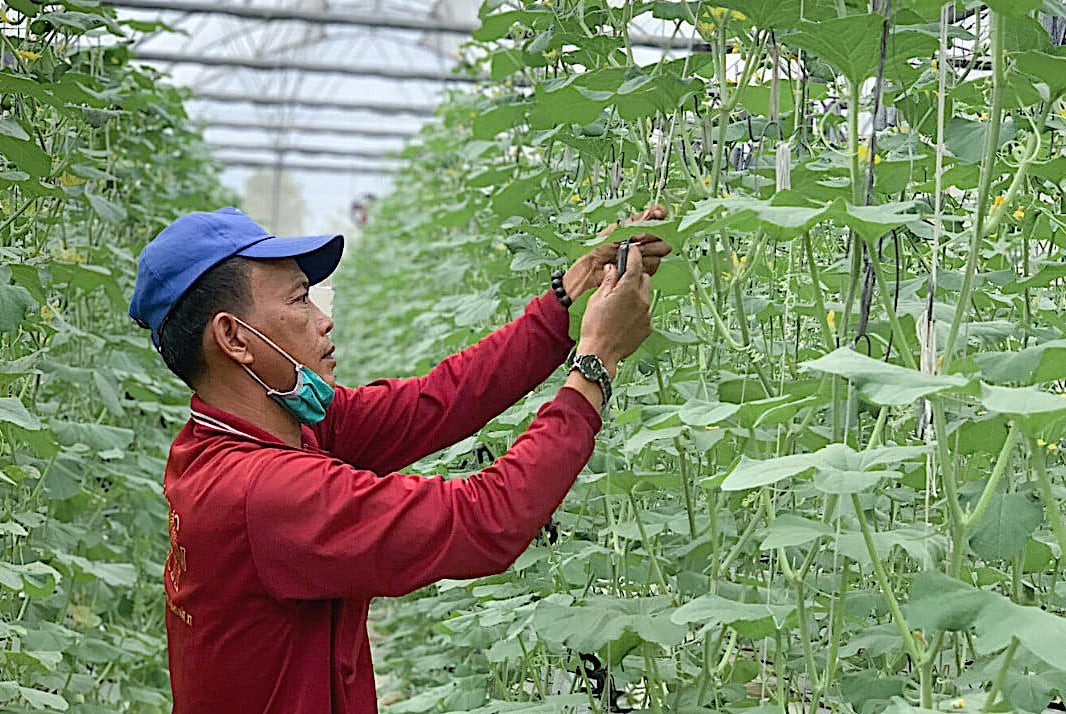 Quy trình thu hoạch rau hữu cơ tại nhà màng của CÔNG TY TNHH NÔNG NGHIỆP NHẤT THỐNG, cho thấy sự cẩn trọng và tỉ mỉ trong từng khâu để đảm bảo chất lượng sản phẩm