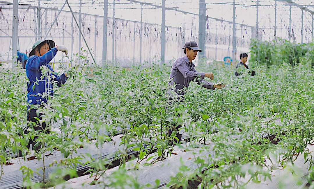 Ông Phạm Hữu Thời, Tổng Giám đốc CÔNG TY TNHH NÔNG NGHIỆP NHẤT THỐNG, chia sẻ về những khó khăn và thành công trong hành trình xây dựng trang trại hữu cơ, nhấn mạnh sự kiên trì và tầm nhìn chiến lược