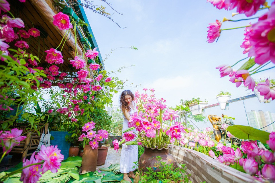 Trang trí vườn sân thượng bằng hoa sen cắm miếng mút treo ngược độc đáo