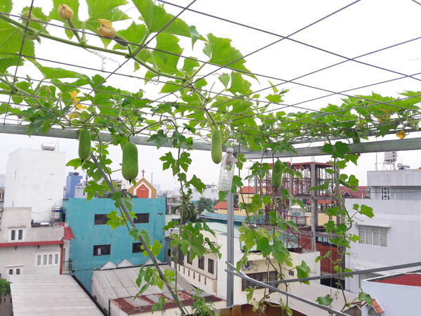trồng mướp bầu bí leo giàn