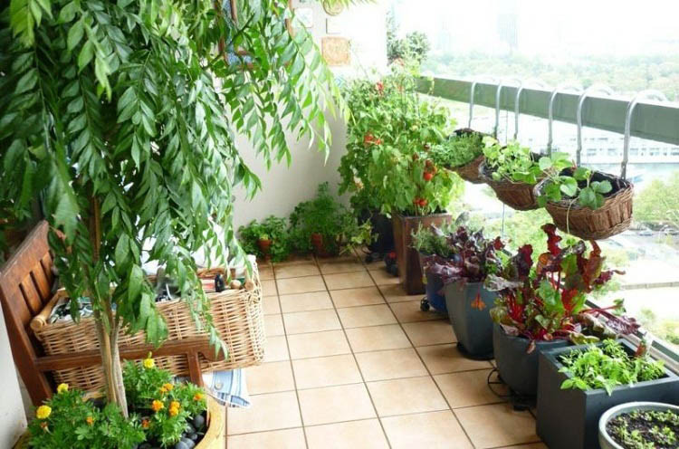 trồng rau sân thượng ăn quanh năm