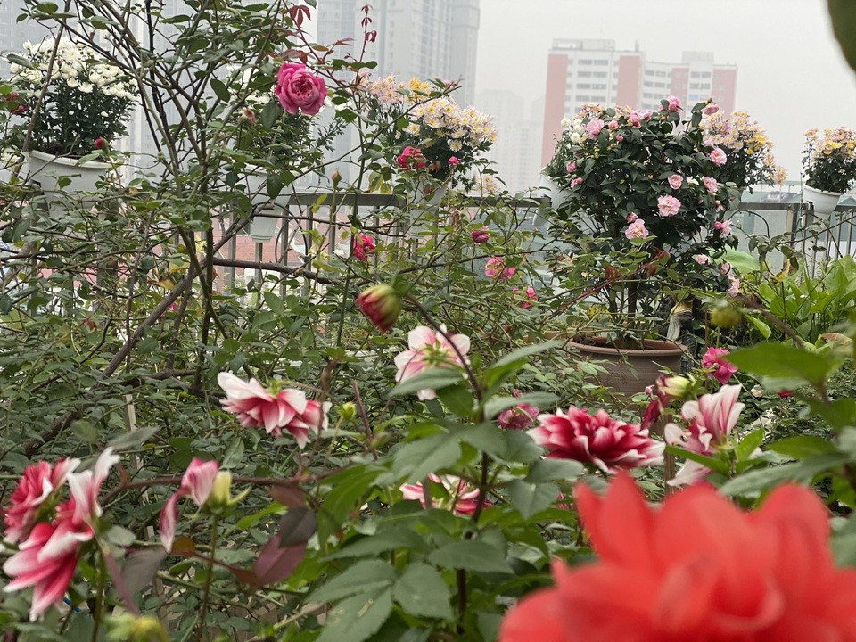 Tường rào phủ kín hoa leo tạo điểm nhấn cho vườn hoa trên sân thượng đẹp